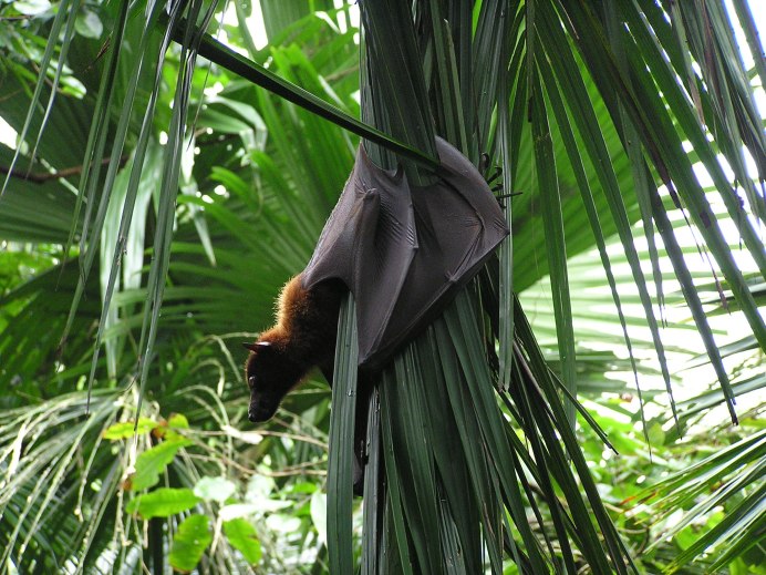 Flying Fox летучая мышь