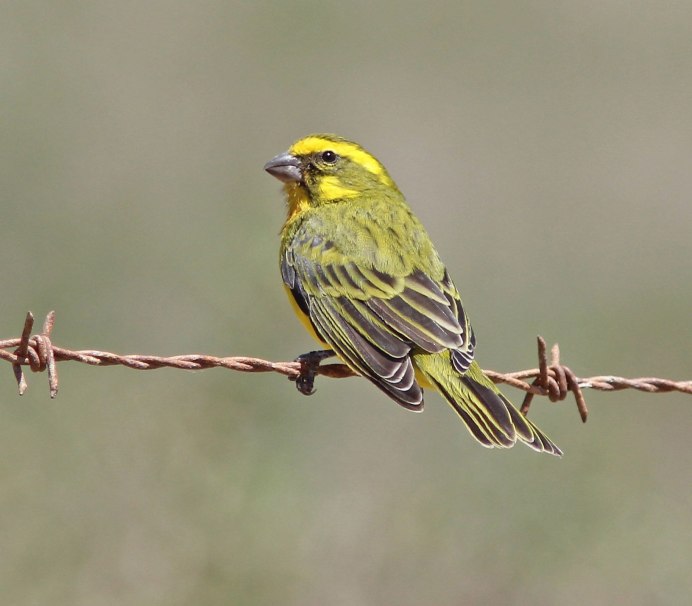 Обыкновенная овсянка слеток