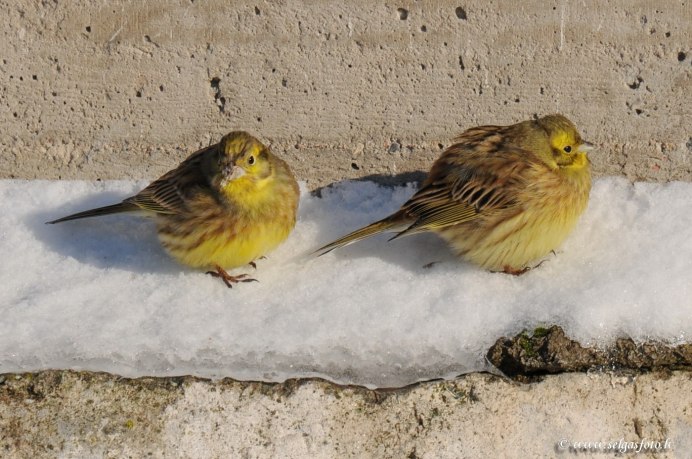 Воробей с желтой головой как называется