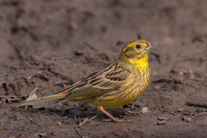 Маленькая желтая птичка похожая на воробья