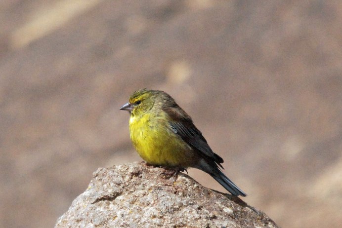 Emberiza citrinella