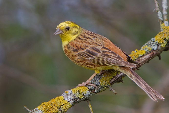 Воробей с желтой головой