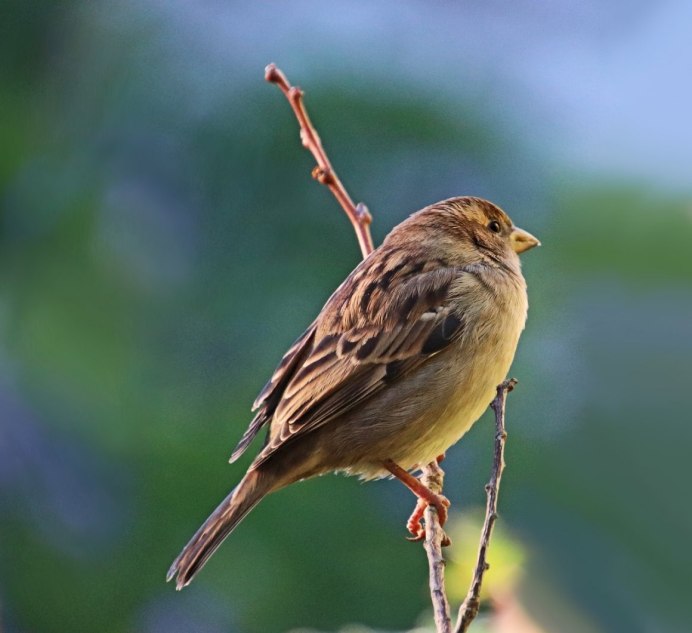 Emberiza citrinella