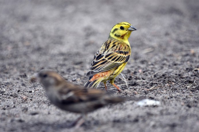 Yellowhammer State