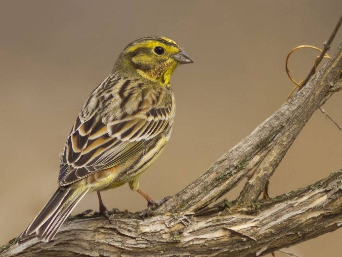 Желтая птица в Подмосковье