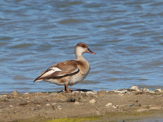 Белоглазая чернеть - Aythya nyroca