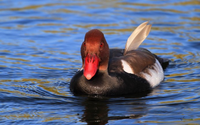 Гоголь нырок