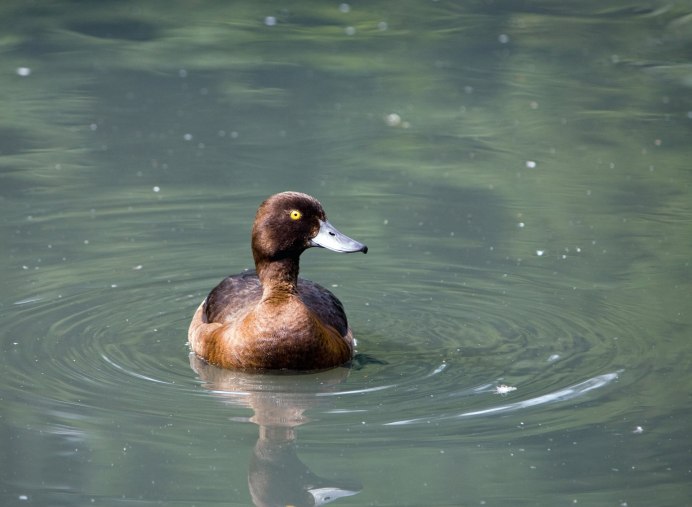 Красноносый нырок