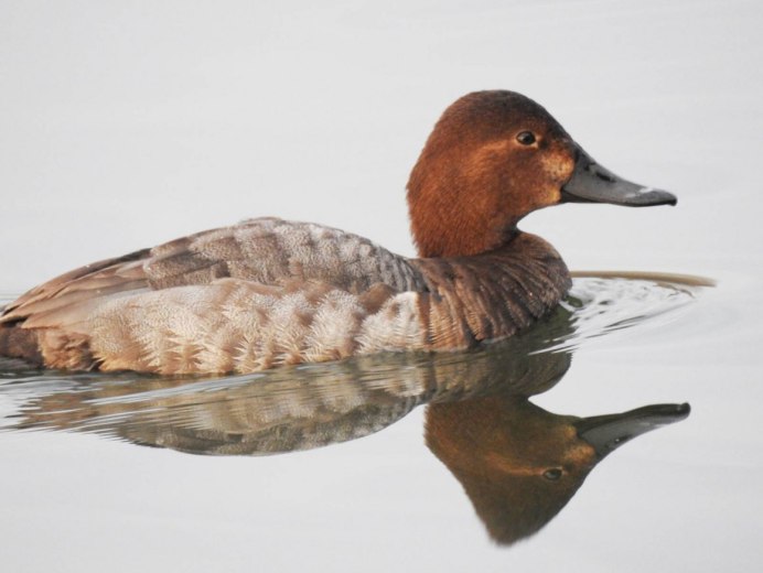 Красноносый нырок