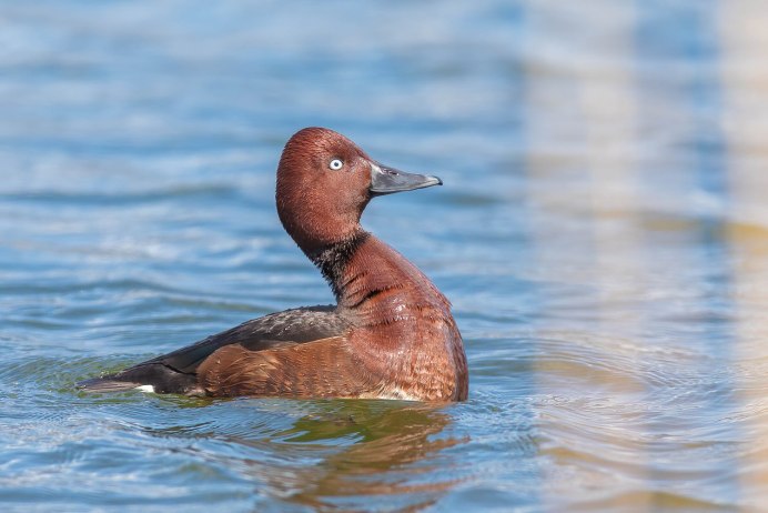 Красноносый нырок