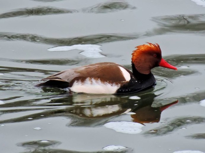 Нырок птица черная