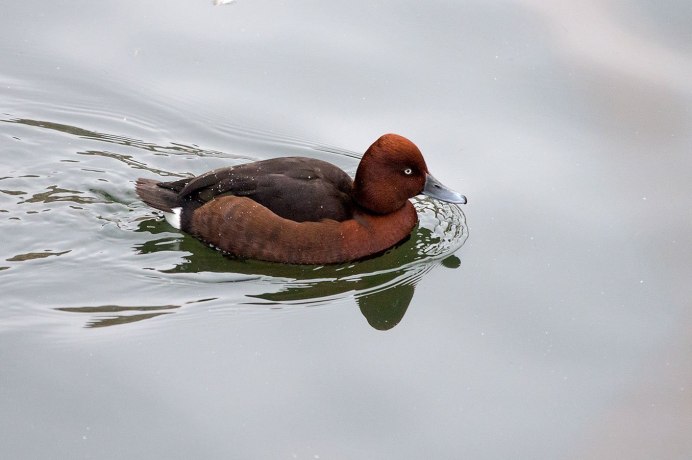 Карликовый нырок
