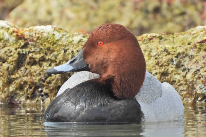 Утка нырок черное море