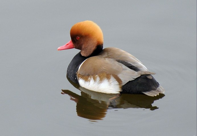 Утка красноголовый нырок