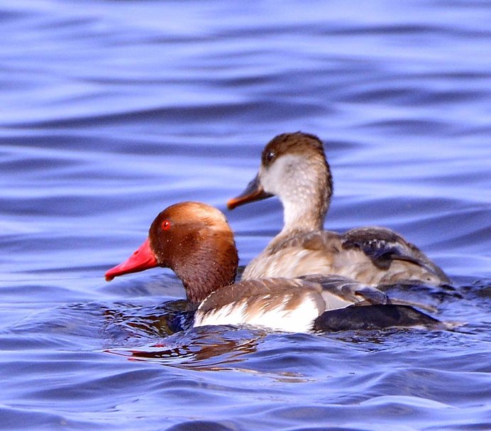 Красноголовый нырок