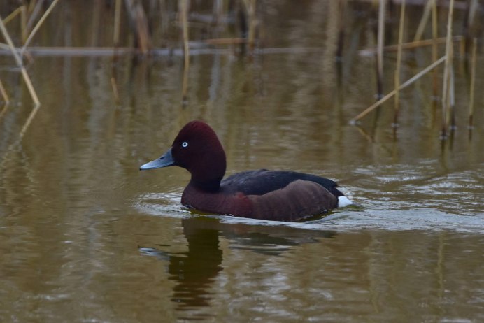 Белоглазая чернеть