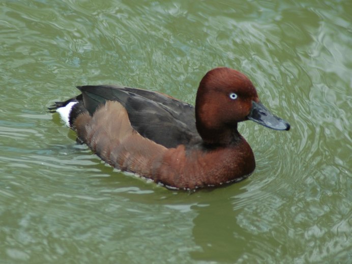 Нырок Черноморский птица