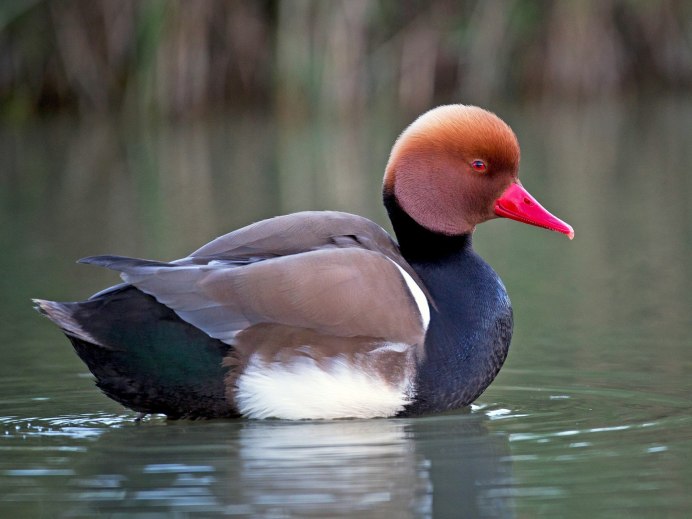 Красноносый нырок