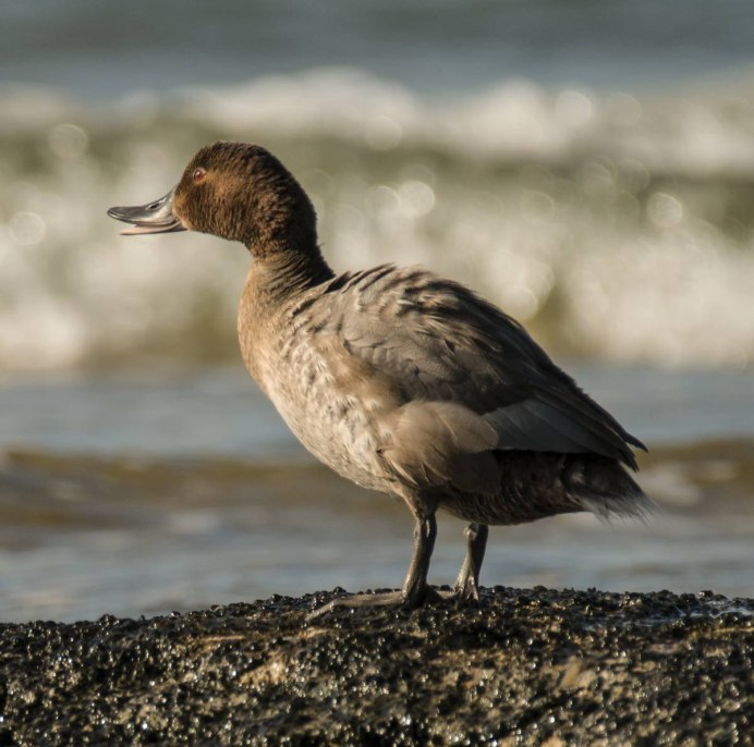 Утка нырок черная