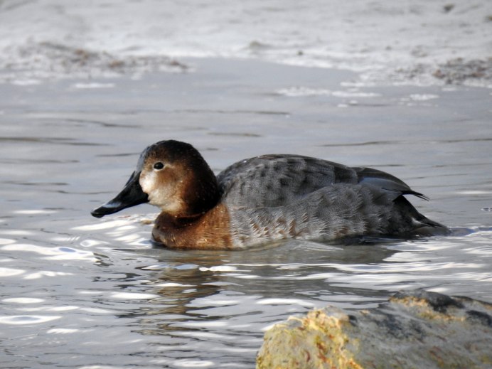 Нырок красноголовый (Aythya ferina)