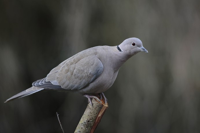 Streptopelia vinacea