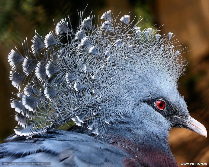 Red Crested Turaco