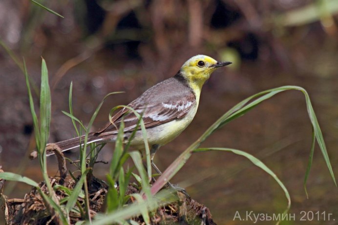 Blackburnian Warbler птица