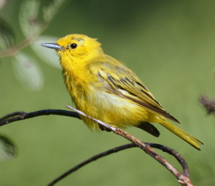Жёлтая трясогузка (Motacilla Flava). Птицы Сибири