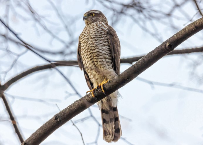 Accipiter nisus (Linnaeus, 1758) охота