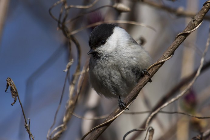 Синица серая (Parus cinereus)