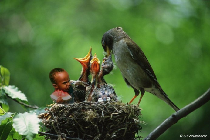 Птенцы Дроздов желторотики