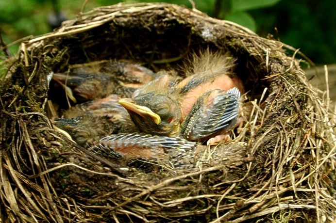 Чернозобый Дрозд гнездо