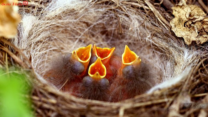 Трясогузка высиживание птенцов