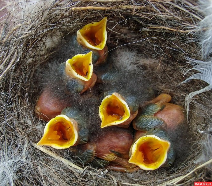 Птенцы горихвостки в гнезде