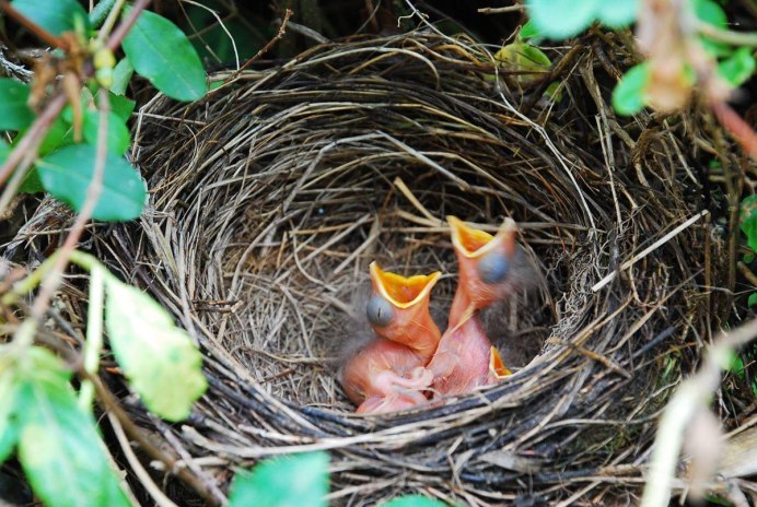 Гнездо гнездо зарянки птенец