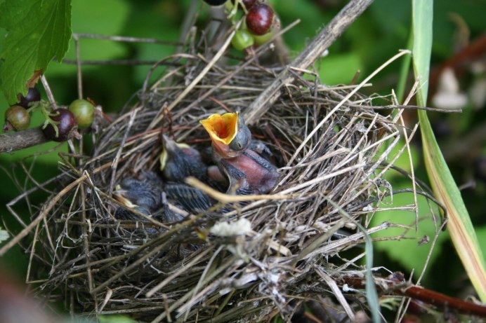 Гнездо гнездо зарянки птенец