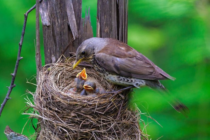 Гнездо певчего дрозда