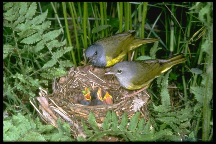 Вылупившиеся птенцы Дятлов