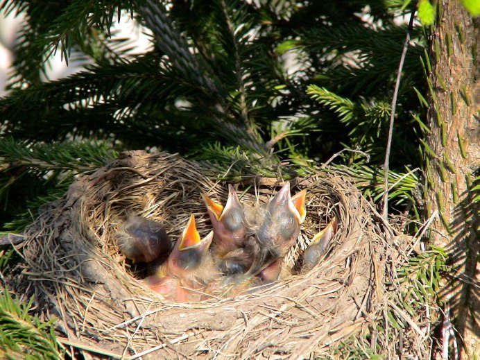 Гнездовые птенцы