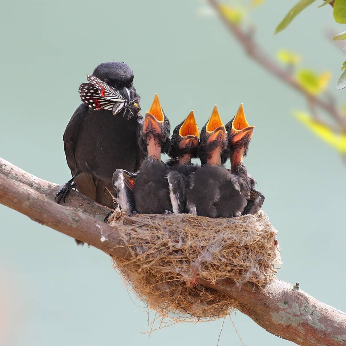 Гнезда лесных птиц