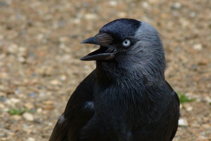 Маленькая черная птичка