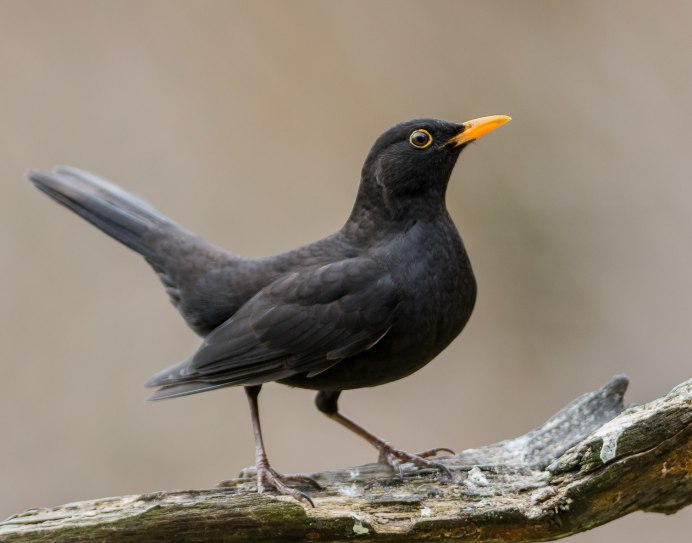 Галка (Corvus monedula)
