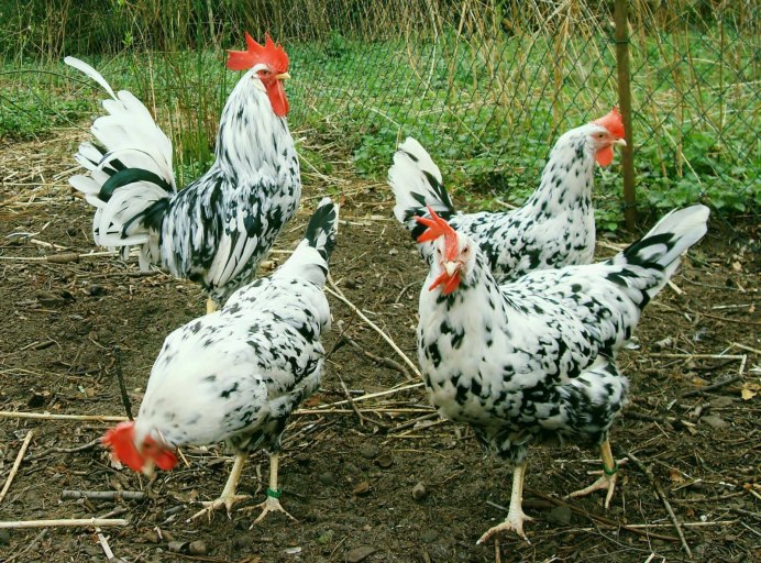 Китайская шелковая Брама