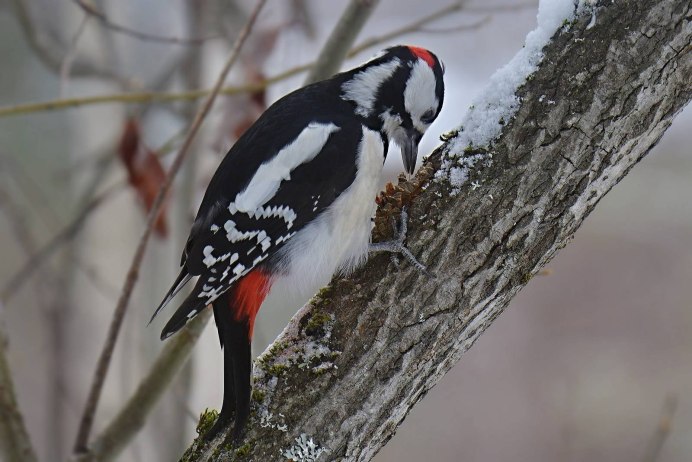 Picus squamatus
