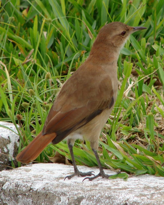 Turdus viscivorus