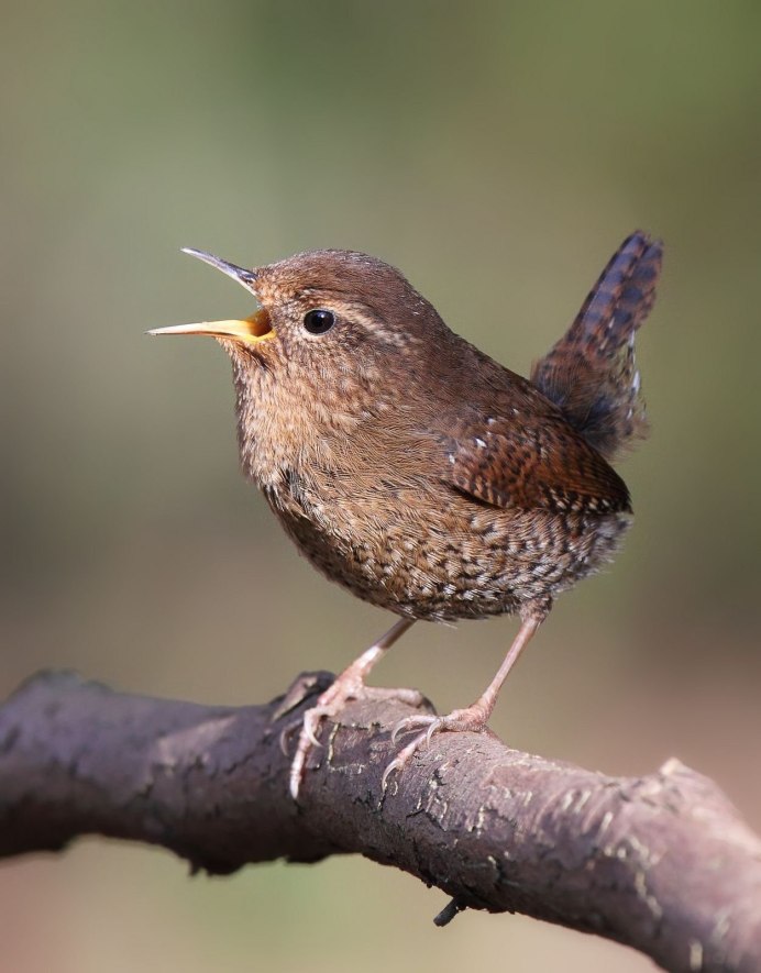 Turdus Merula самка