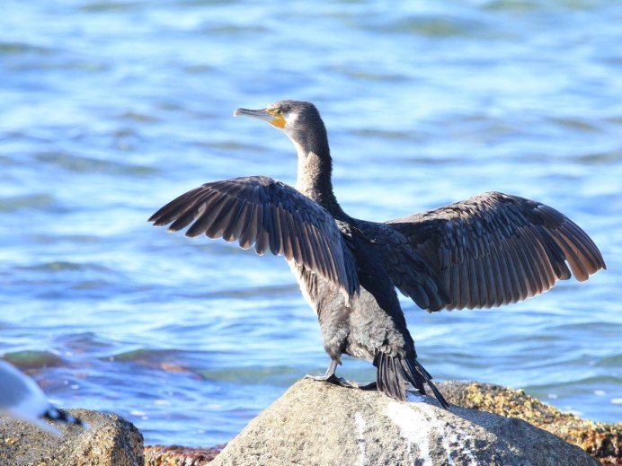 Большой Баклан Phalacrocorax Carbo