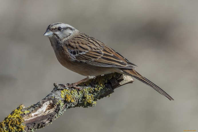 Маленькая птица похожая на воробья