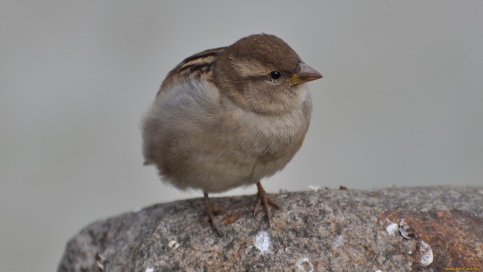 Серая птичка Зяблик