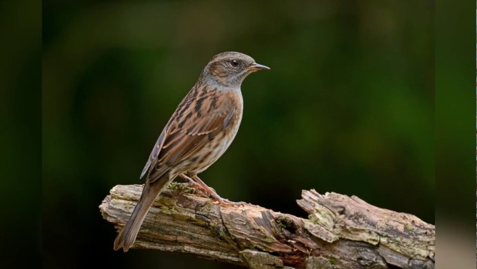 Самка домового воробья